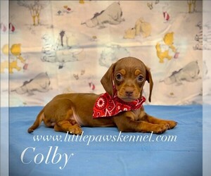 Medium Dachshund