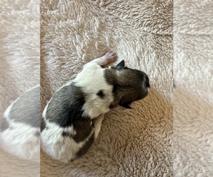 Pomeranian Puppy for sale in WILLIAMSBURG, IN, USA