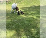 Small Photo #34 Pembroke Welsh Corgi Puppy For Sale in PERKINSVILLE, VT, USA
