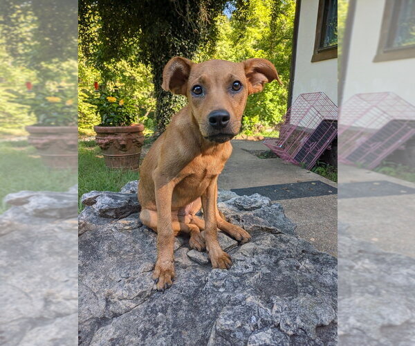 Medium Photo #4 Mutt Puppy For Sale in Vail, AZ, USA
