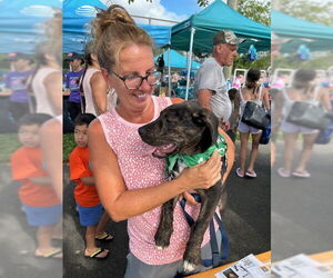 Border-Aussie Dogs for adoption in Spring Lake, NJ, USA