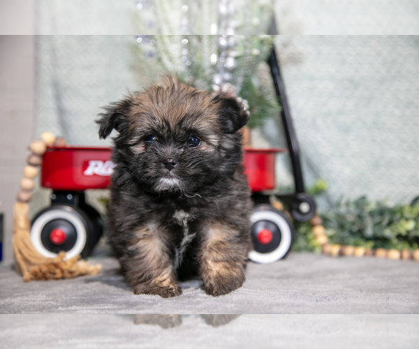 Medium Photo #1 Shiranian Puppy For Sale in SHILOH, OH, USA