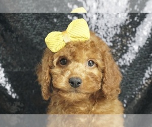 Cavapoo Puppy for Sale in WARSAW, Indiana USA
