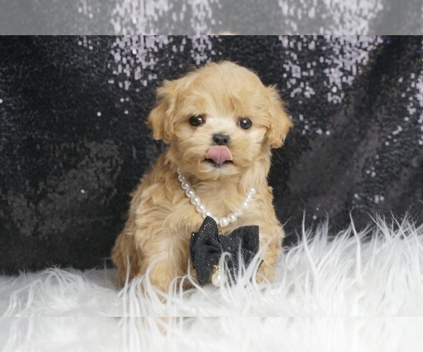 Medium Photo #2 Maltipoo Puppy For Sale in WARSAW, IN, USA