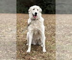 Small Photo #3 Golden Pyrenees Puppy For Sale in Attalka, AL, USA