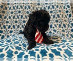 Small Photo #13 Aussiedoodle Miniature  Puppy For Sale in LAKELAND, FL, USA