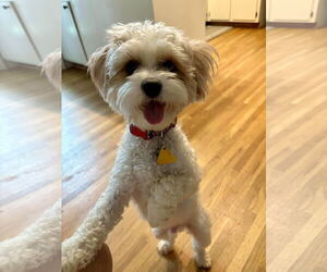 Shih Tzu-Unknown Mix Dogs for adoption in Arlington, VA, USA