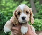 Small Photo #13 Cocker Spaniel Puppy For Sale in WITHEE, WI, USA