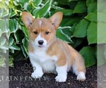 Small #2 Pembroke Welsh Corgi