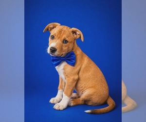 Staffordshire Bull Terrier-Unknown Mix Dogs for adoption in Sanford, FL, USA