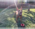 Small #1 American Pit Bull Terrier Mix