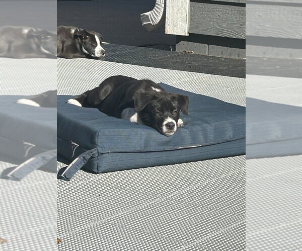 Medium Photo #2 Border Collie Puppy For Sale in Minneapolis, MN, USA