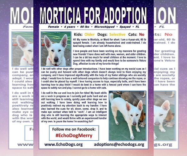 Medium Photo #3 - Mix Puppy For Sale in Hoffman Estates, IL, USA