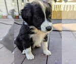 Small Photo #1 Australian Shepherd Puppy For Sale in BRIGGS, OH, USA