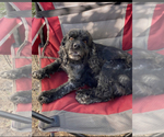 Small Photo #1 Cocker Spaniel Puppy For Sale in LEANDER, TX, USA