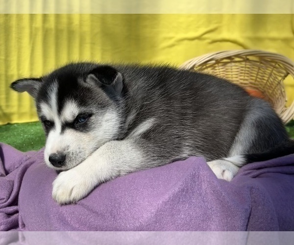 Medium Photo #21 Siberian Husky Puppy For Sale in DEARBORN, MO, USA