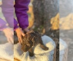 Small Photo #2 Australian Labradoodle Puppy For Sale in PEA RIDGE, AR, USA
