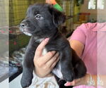 Small #1 Labrador Retriever-Retriever  Mix
