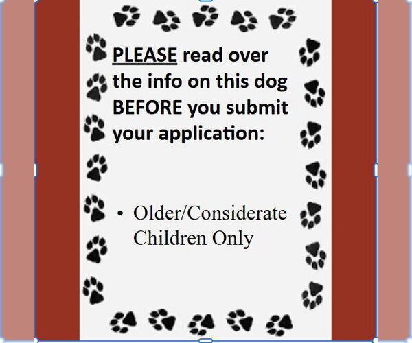 Medium Photo #13 Mutt Puppy For Sale in Fargo, ND, USA