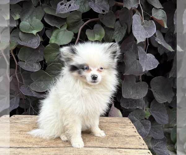 Medium Photo #1 Pomeranian Puppy For Sale in MIDDLEBURY, IN, USA