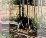 Small #22 Doberman Pinscher
