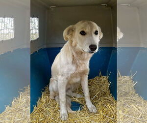 Golden Retriever-Unknown Mix Dogs for adoption in Las Vegas, NM, USA