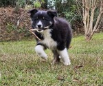 Small Photo #7 Australian Shepherd Puppy For Sale in MARIANNA, FL, USA
