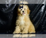 Small Photo #31 Poodle (Toy) Puppy For Sale in WARSAW, IN, USA