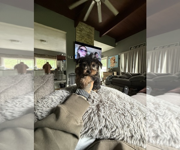Medium Photo #2 Yorkshire Terrier Puppy For Sale in JOHNSTON, RI, USA