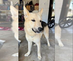 Sunny - Female Siberian Husky-Unknown Mix Dog for Adoption - Photo #7