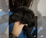 Small Photo #2 Great Dane-Poodle (Standard) Mix Puppy For Sale in FORT WORTH, TX, USA