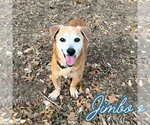 Small #7 Dachshund Mix