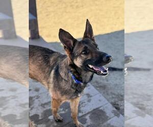 German Shepherd Dog-Unknown Mix Dogs for adoption in Incline Village, NV, USA