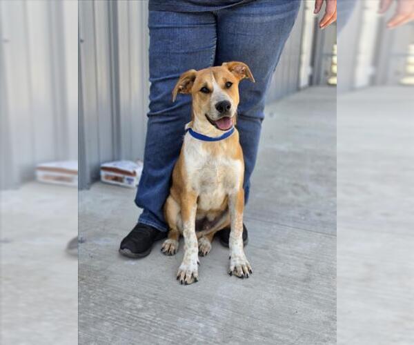 Medium Photo #2 German Shepherd Dog-Unknown Mix Puppy For Sale in San Bernardino, CA, USA