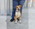 Small #1 German Shepherd Dog Mix