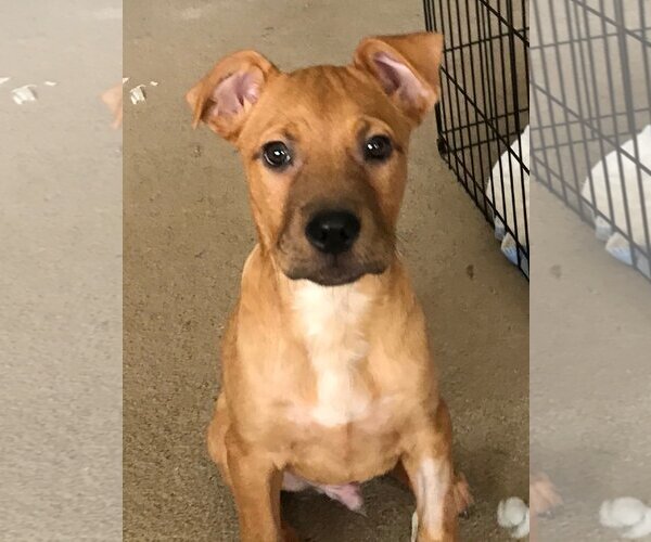 Medium Photo #4 Mutt Puppy For Sale in Spring, TX, USA