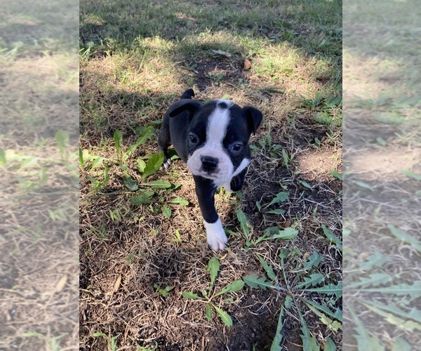 Medium Photo #1 Boston Terrier Puppy For Sale in FREDONIA, KS, USA