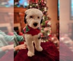Small Photo #40 Old English Sheepdog Puppy For Sale in WILMINGTON, OH, USA