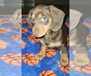 Dachshund Puppy for sale in PORTERVILLE, CA, USA