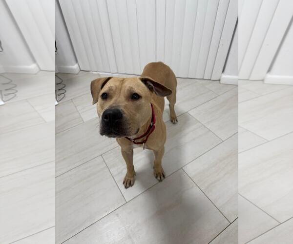 Medium Photo #4 American Staffordshire Terrier-Unknown Mix Puppy For Sale in miami, FL, USA