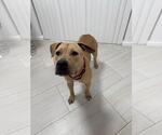 Small #3 American Staffordshire Terrier Mix