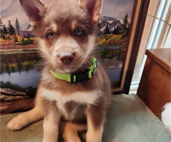 Medium Photo #4 Alaskan Husky Puppy For Sale in YACOLT, WA, USA