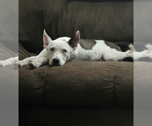 Medium Photo #3 Mutt Puppy For Sale in New London, WI, USA