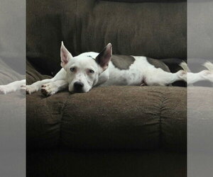Ruthie - Female Mutt Dog for Adoption - Photo #3