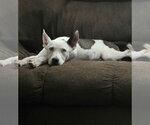 Small Photo #3 Mutt Puppy For Sale in New London, WI, USA