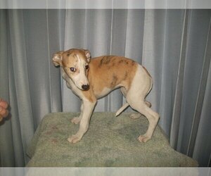 Whippet Puppy for sale in OWASSO, OK, USA