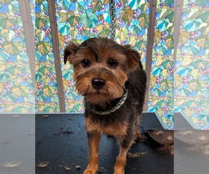 Mutt Dogs for adoption in Spring, TX, USA