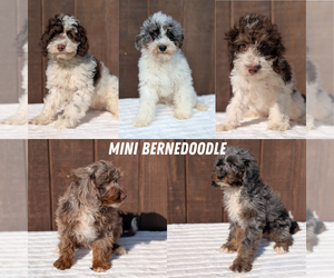 Miniature Bernedoodle Puppy for Sale in GOSHEN, Indiana USA