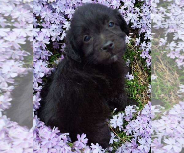 Medium Photo #1 Aussiedoodle Miniature  Puppy For Sale in ASHLAND, OH, USA