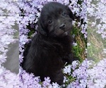 Small Photo #1 Aussiedoodle Miniature  Puppy For Sale in ASHLAND, OH, USA